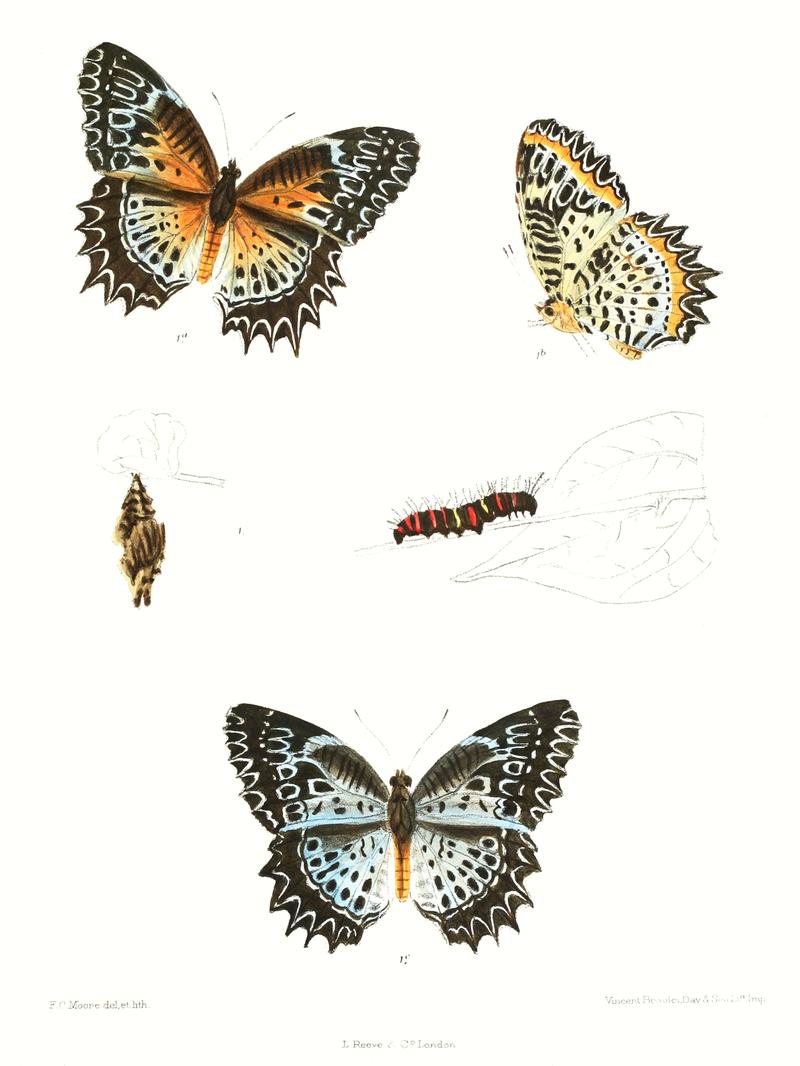 CethosiaNietneri 351