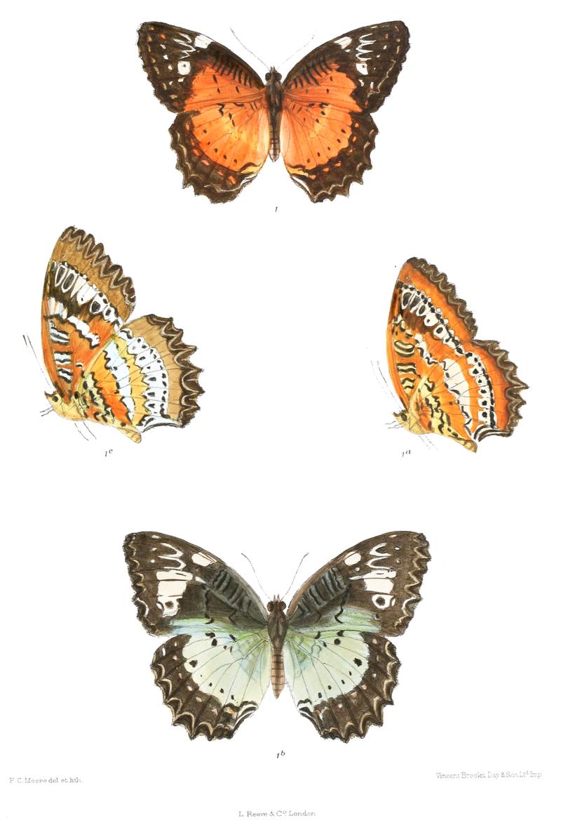 CethosiaNikobarica 349