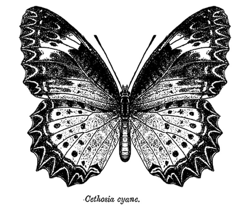 Cethosia cyane ctb