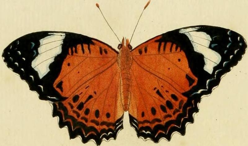Cethosia penthesilea