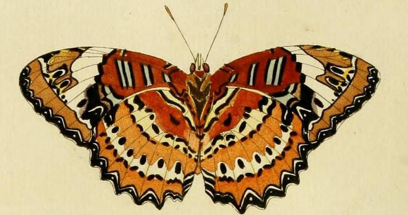Cethosia penthesilea1