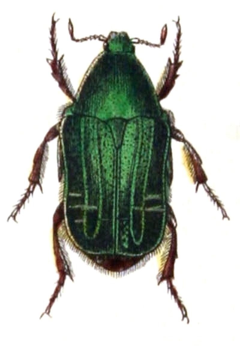 Cetonia.aurata.-.calwer.18.05