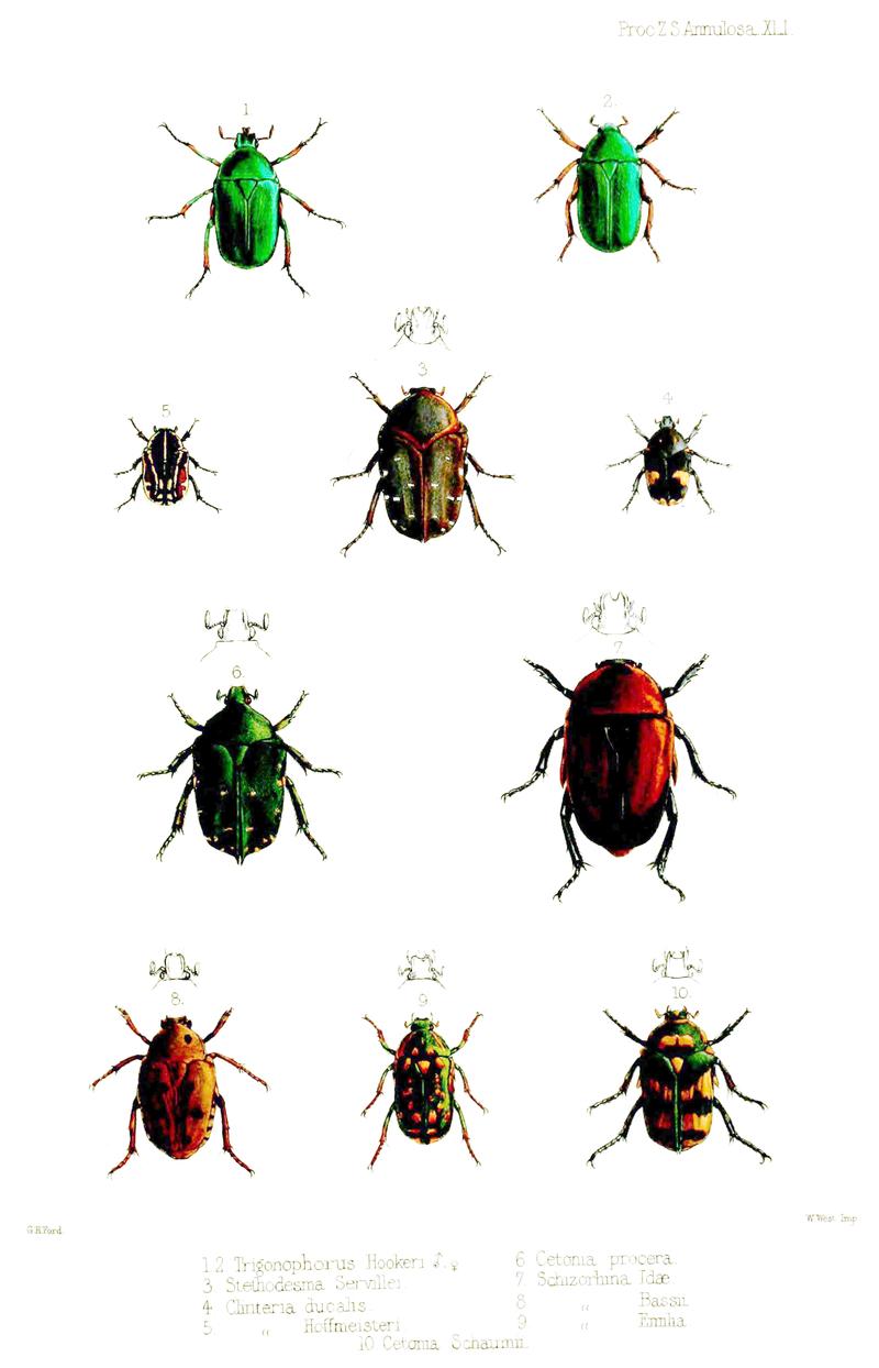 Flower chafers