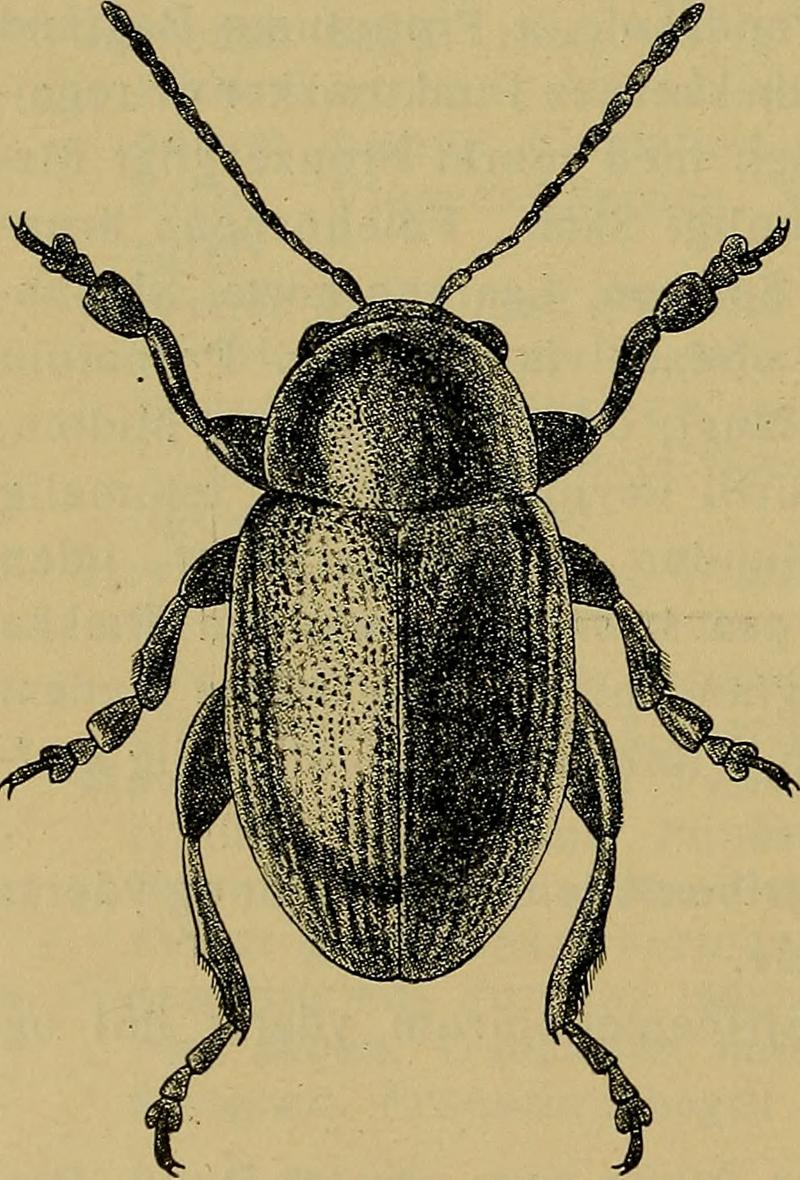 Chaetocnema aridula (01)