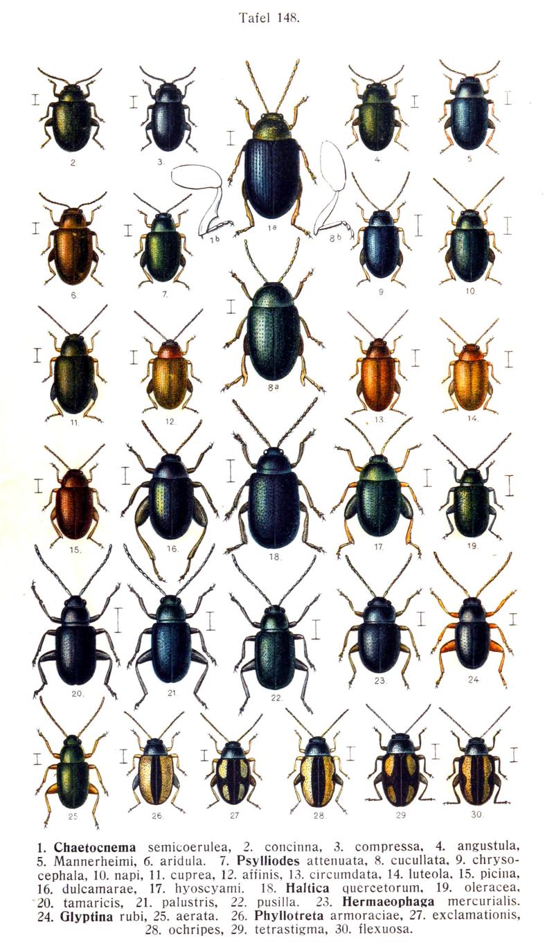 Chaetocnema aridula (09)