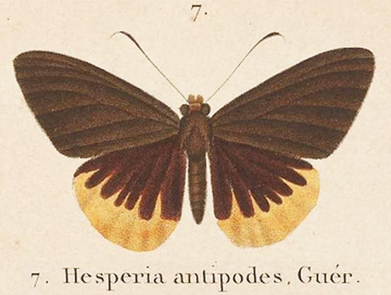 Chaetocneme antipodesGuer-Men1831OD