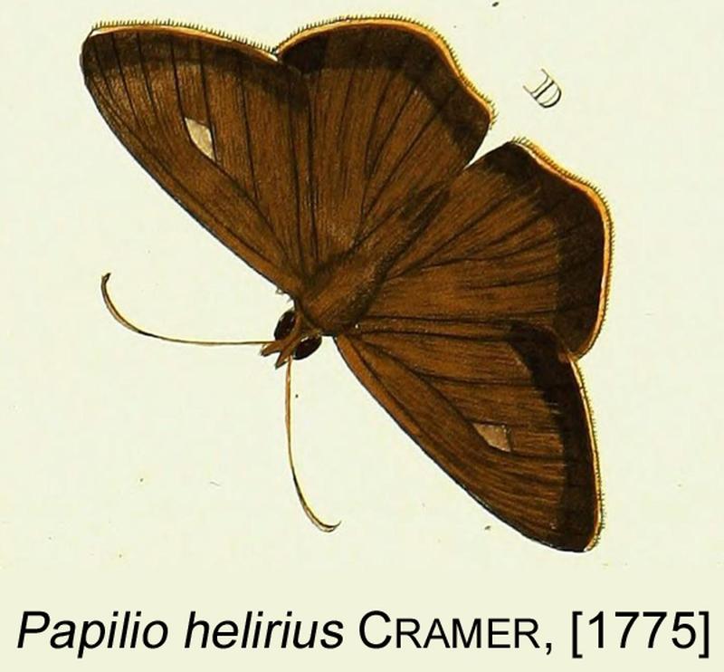 Chaetocneme heliriusCramerOD1775