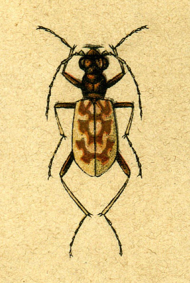 Chaetodera laetescripta