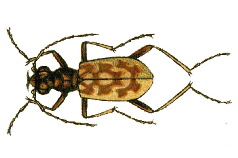 Chaetodera laetescripta 2