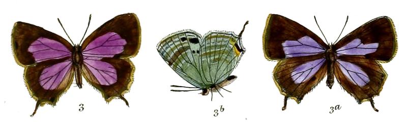 ChaetoproctaOdata 705 3 Fitch