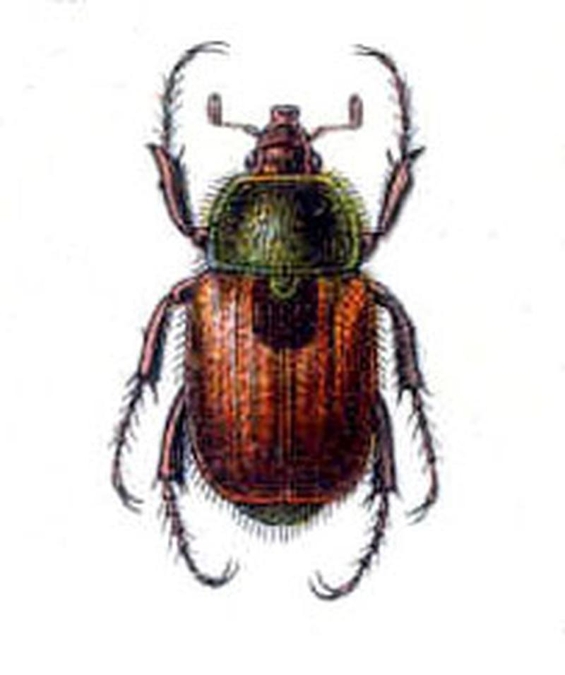 Chaetopteroplia segetum
