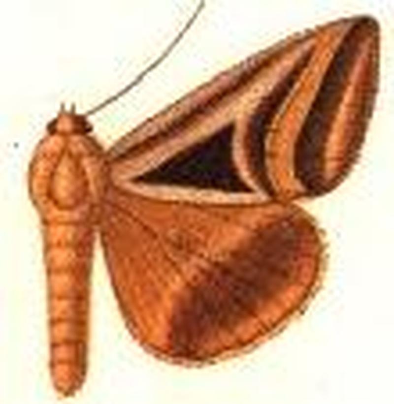 Chalciope lucasi