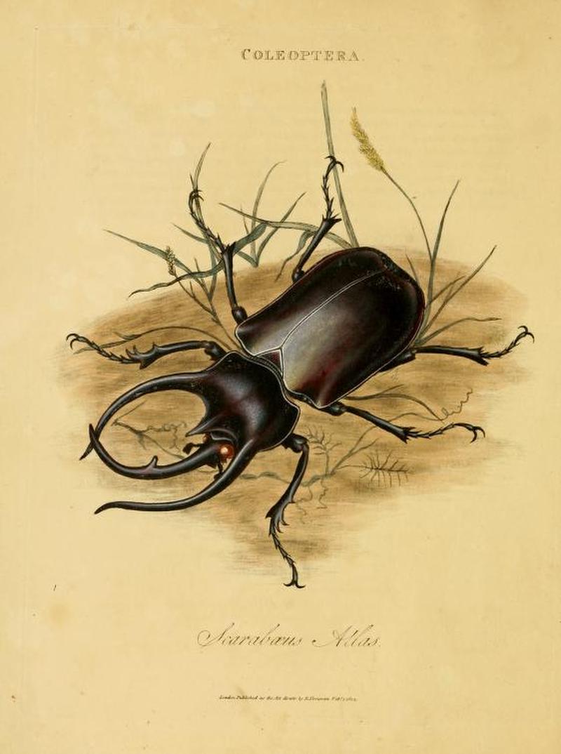 Chalcosoma atlas00