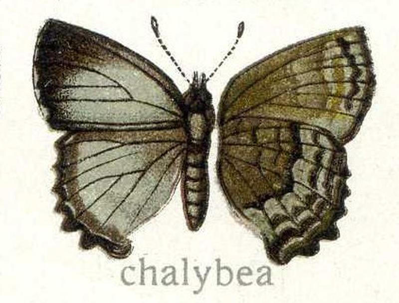 Chalyb87