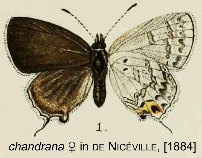 Sinthusa chandrana female from Rhopalocera from the Indian Region