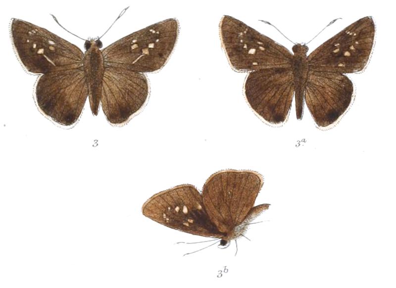 ChapraBrunnea 832 3 Fitch