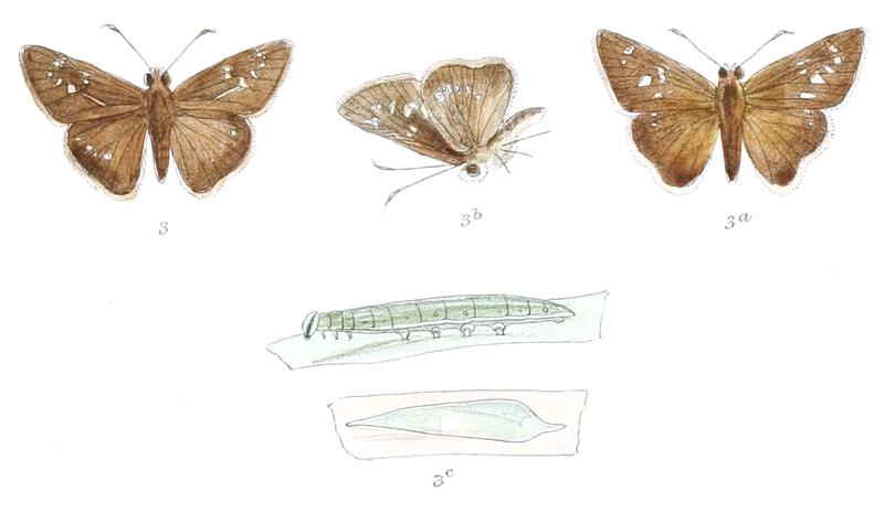 ChapraMathias 831 3 Fitch