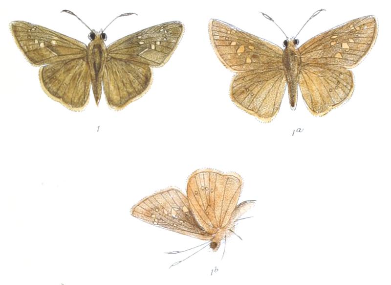 ChapraMidea 832 1 Fitch