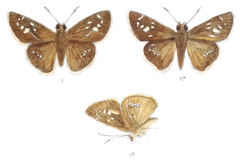 ChapraSinensis 833 1 Fitch