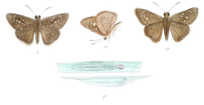 ChapraSubochracea 832 2 Fitch