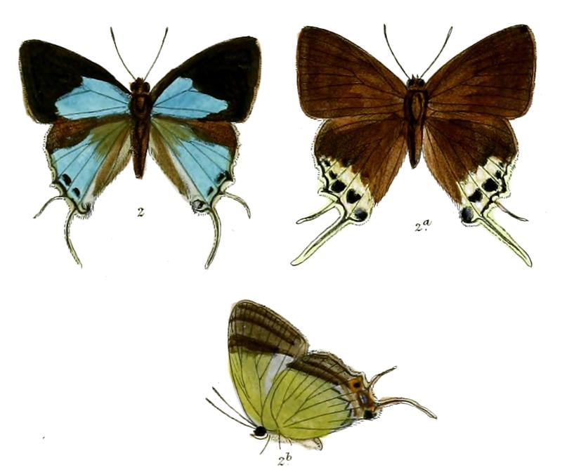 CharanaMandarinus 724 2 Fitch