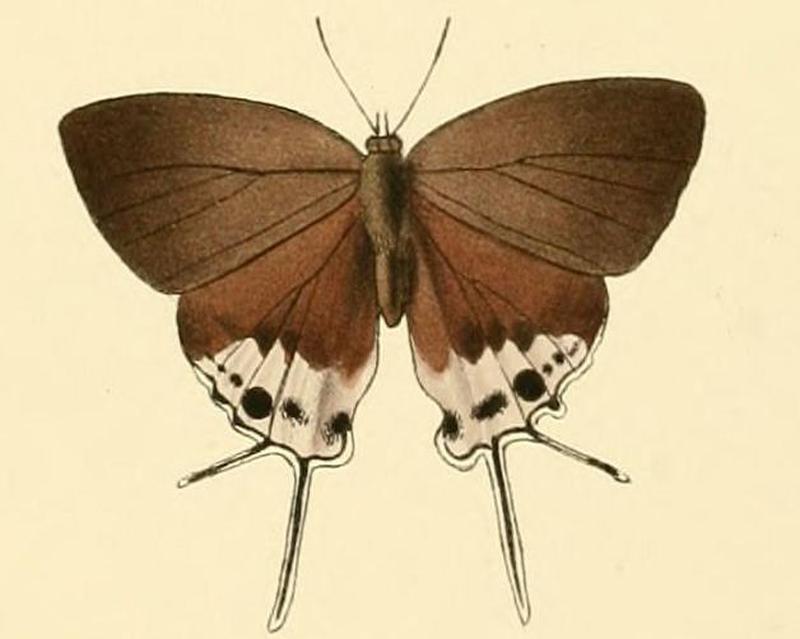 Charana mandarinus1