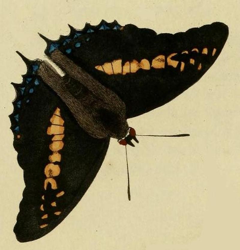 Charaxes castor cramer