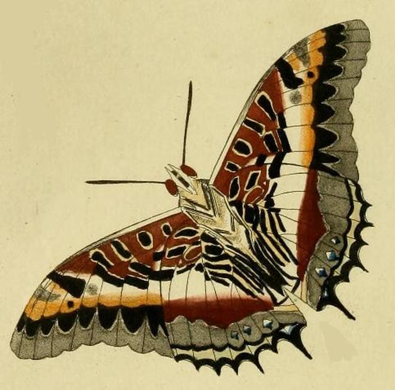 Charaxes castor cramer1