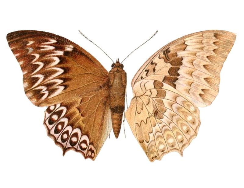 Charaxes durnfordi everetti 1895