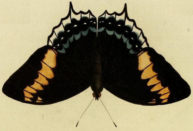 Charaxes eurialus
