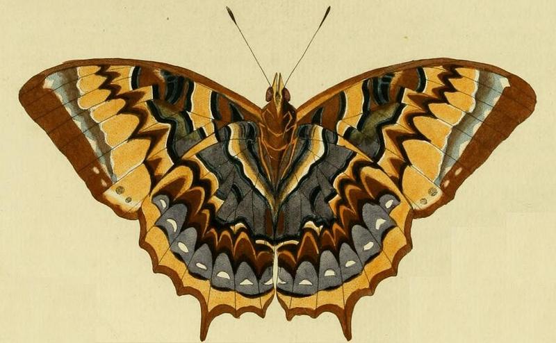 Charaxes eurialus1