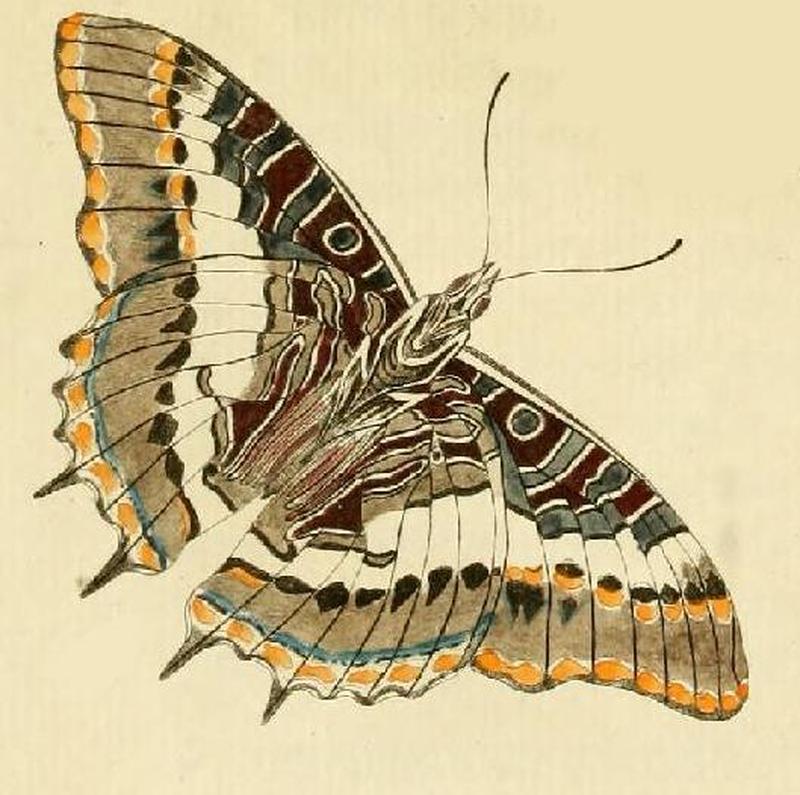 Charaxes pelias