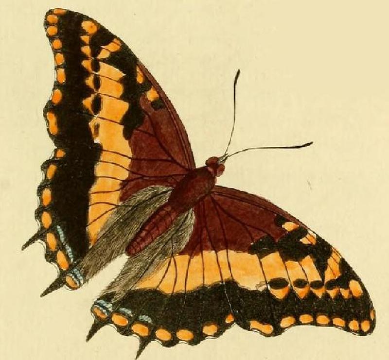 Charaxes pelias1