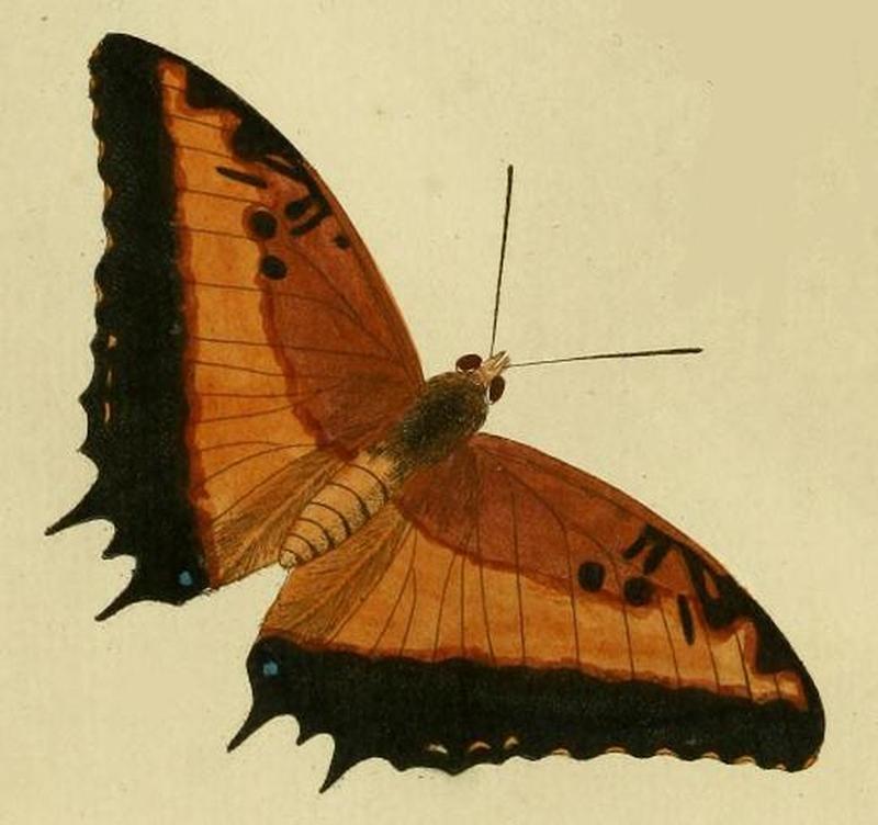 Charaxes pollux cramer