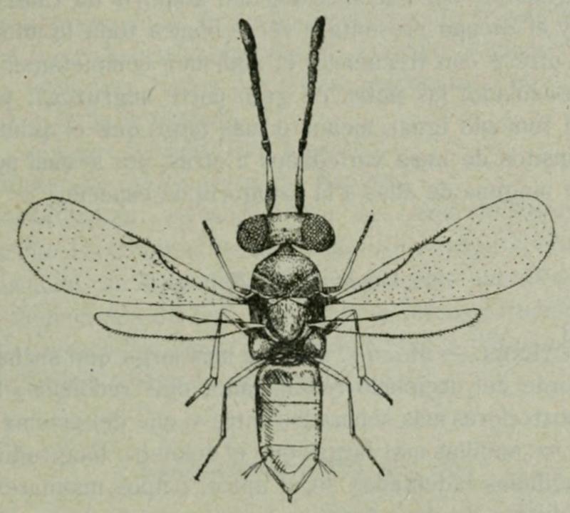 Charitopus fulviventris female Fig. 220 Mercet (1921) Fauna ibérica