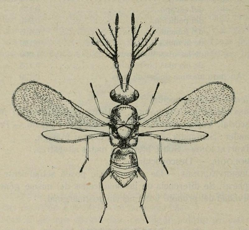 Charitopus fulviventris male Fig. 218 Mercet (1921) Fauna ibérica