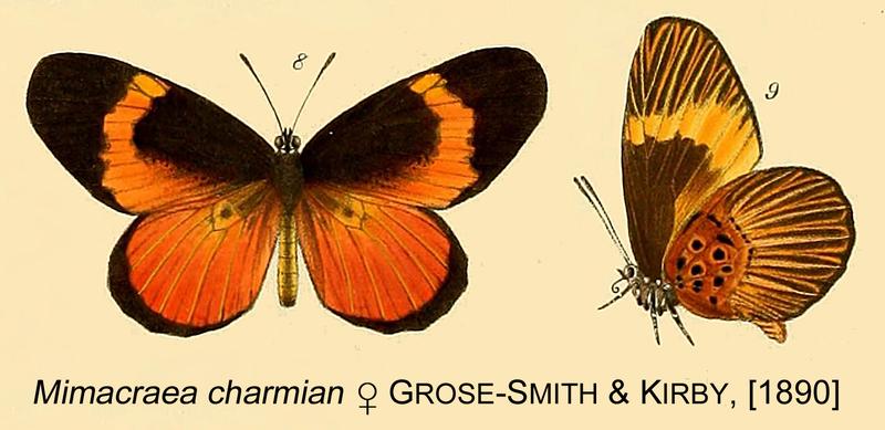 Mimacraea charmian from original description