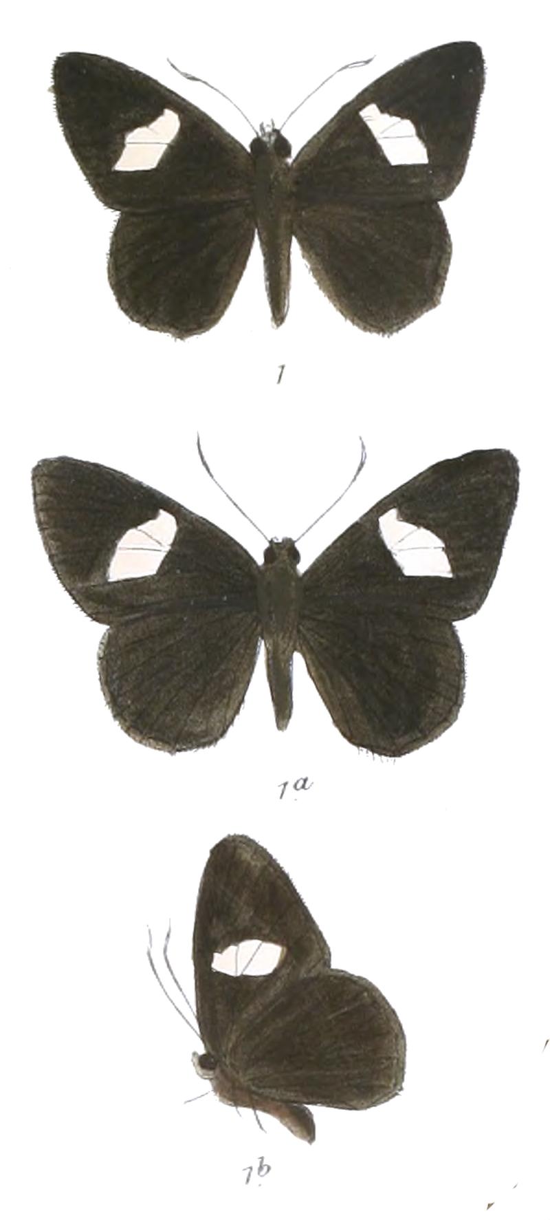 CharmionFiculnea 764 1
