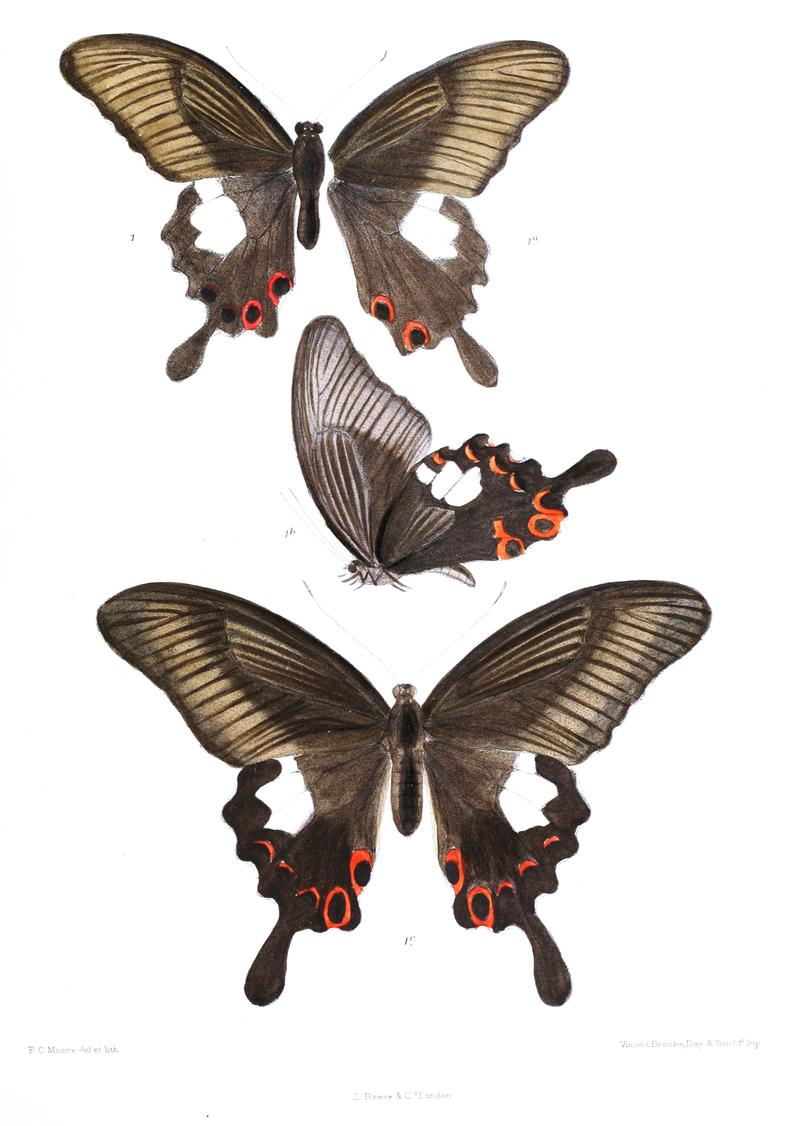 Charus helenus 454