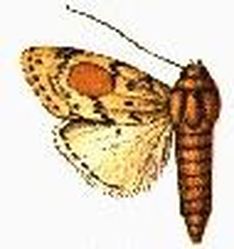 Chasmina maculata