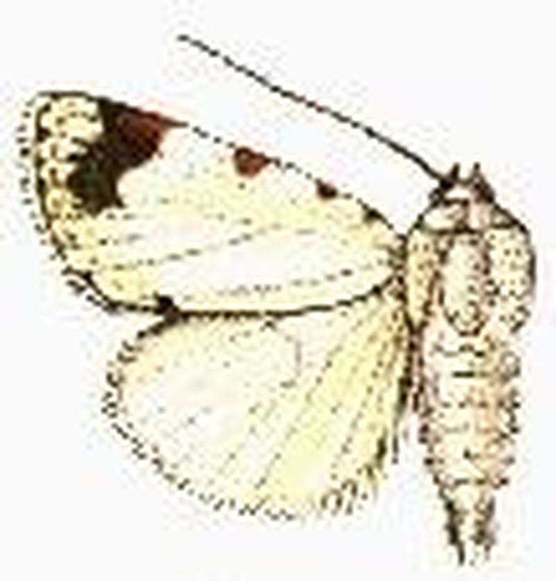 Chasmina pulchra