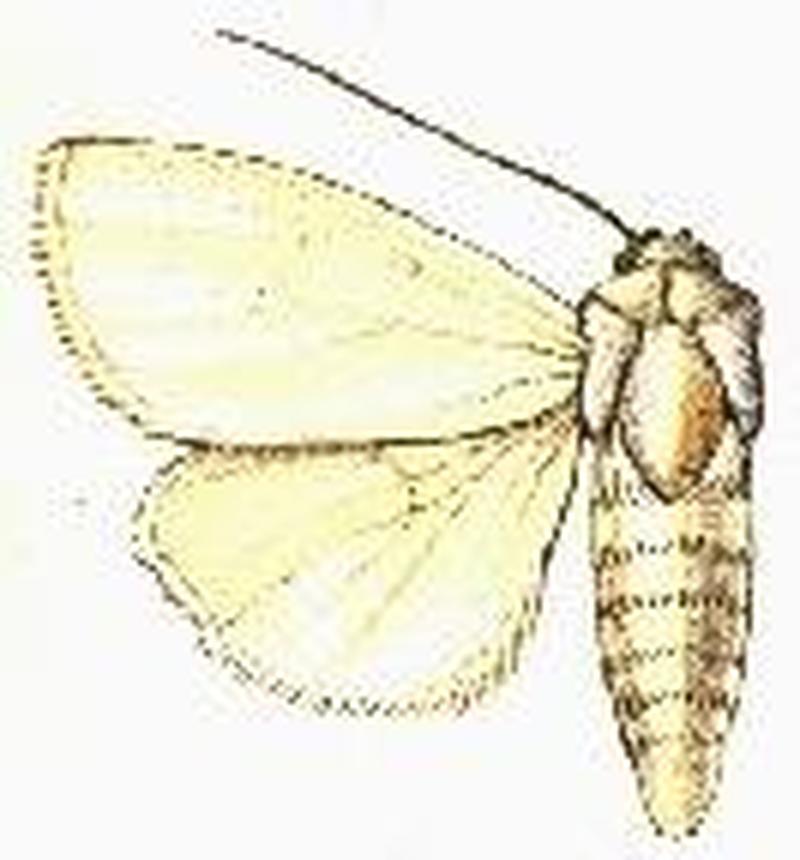 Chasmina tibiopunctata