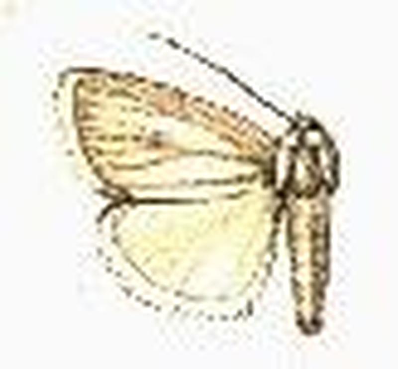 Chasminodes nervosa