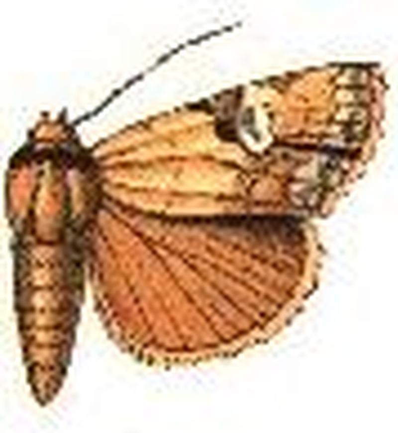 Checupa nigrostrigata