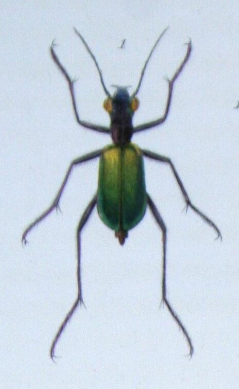 Cheilonycha auripennis