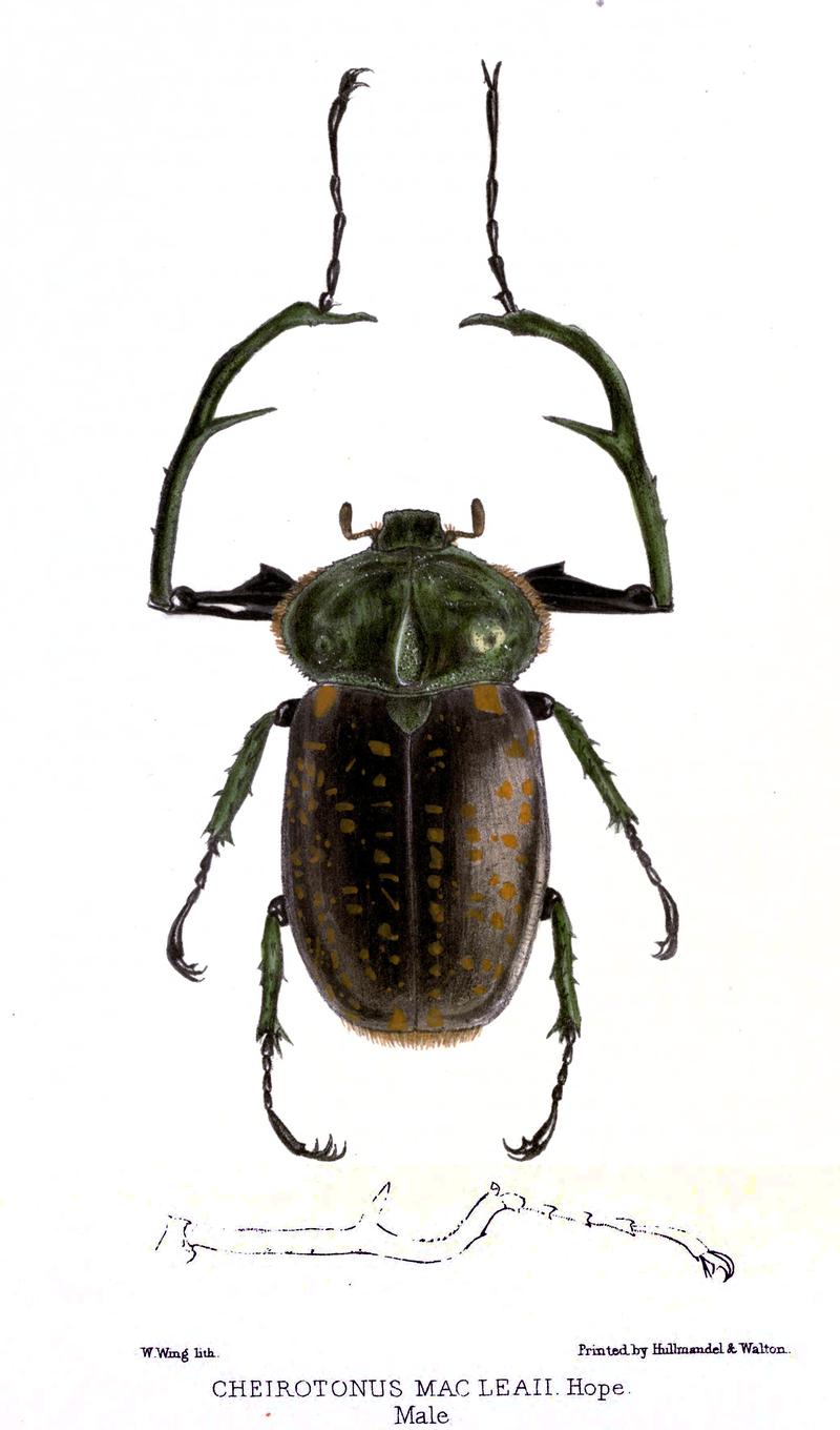 Cheirotonus formosanus 1846