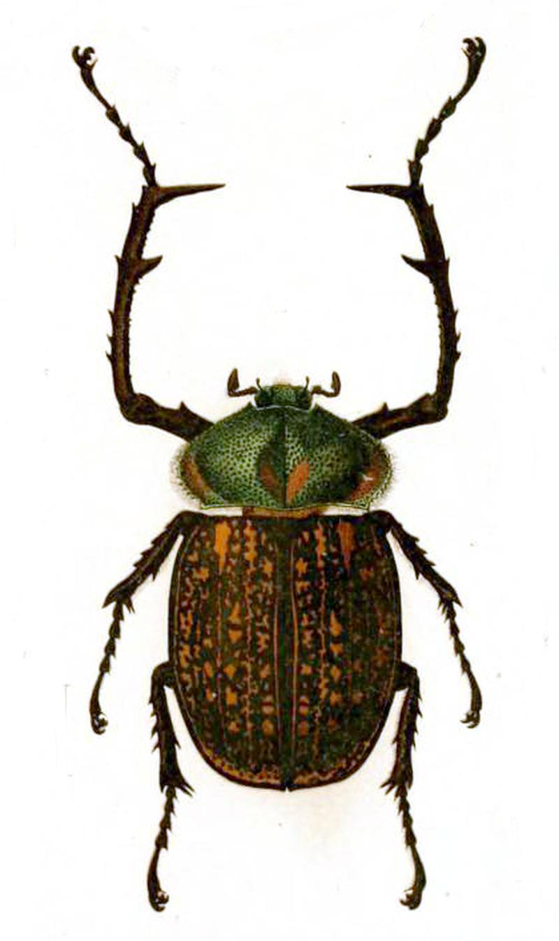 Cheirotonus parryi