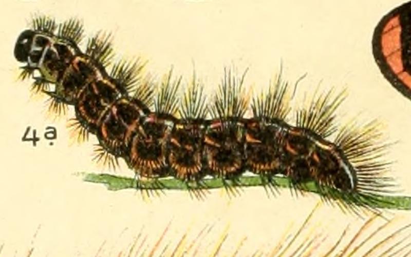 Chelis maculosa larva Dieschmetterling14ecks 0442 (cropped)