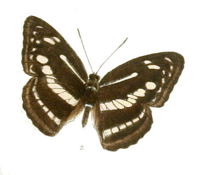 ChendranaPravara259 2