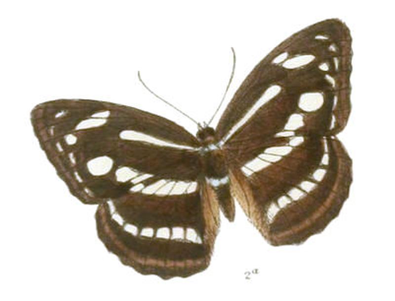 ChendranaPravara259 2a